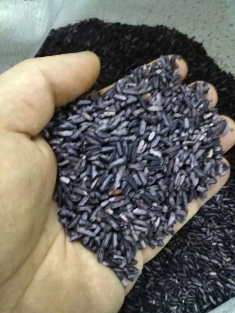 紫糯米墨江紫米紫糯米血糯米