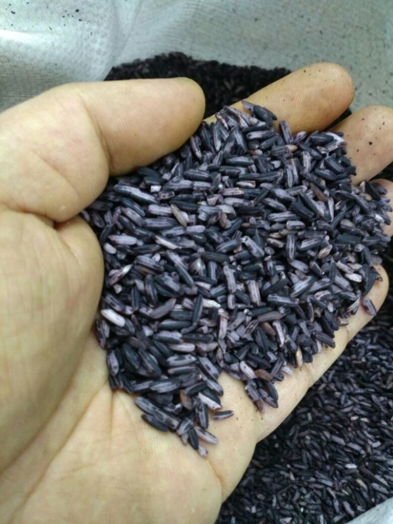 紫糯米墨江紫米紫糯米血糯米