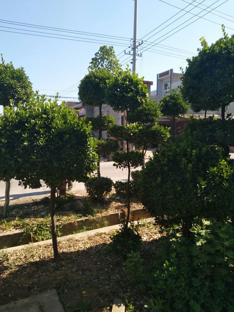 黄杨树桩（大叶冬青球）10~15cm