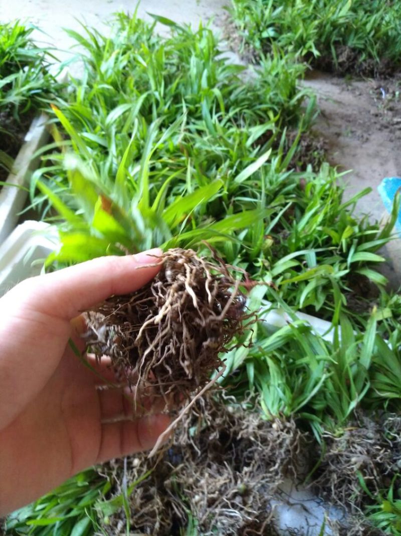 白芨鲜货选货姜形多花黄精苗，鸡头黄精苗，一年苗，二年