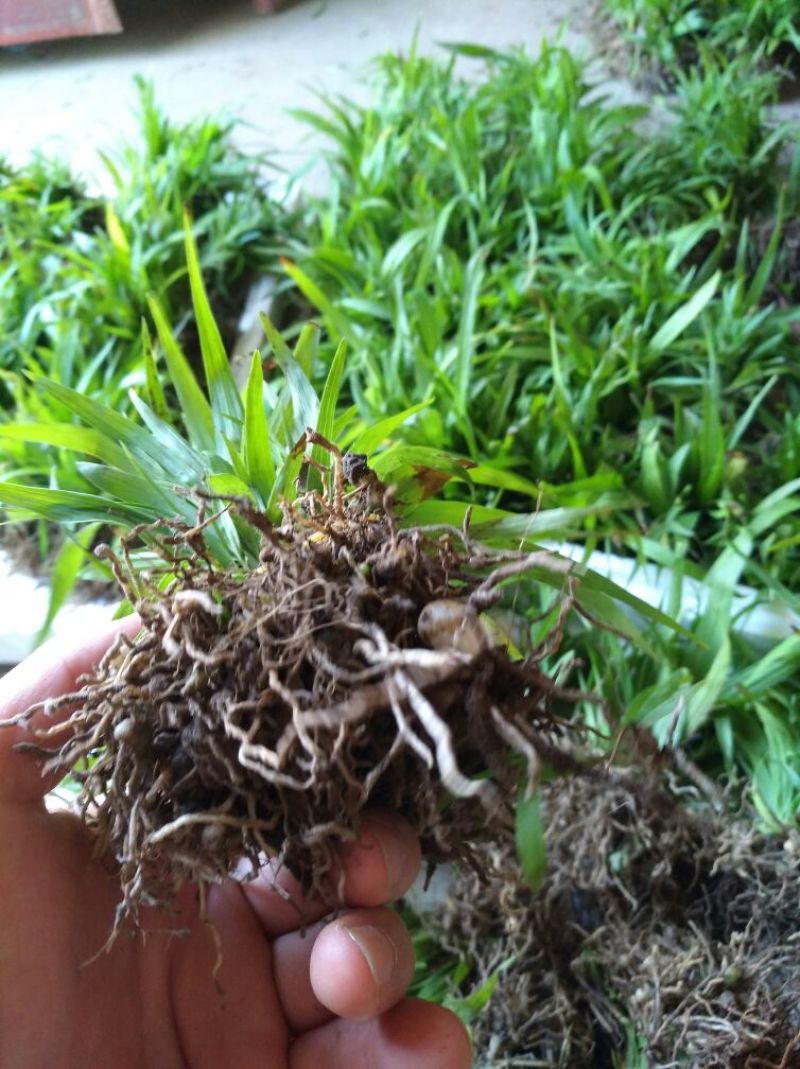 白芨鲜货选货姜形多花黄精苗，鸡头黄精苗，一年苗，二年