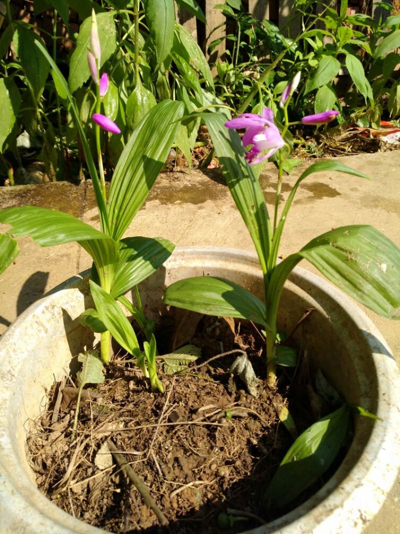 白芨鲜货选货姜形多花黄精苗，鸡头黄精苗，一年苗，二年