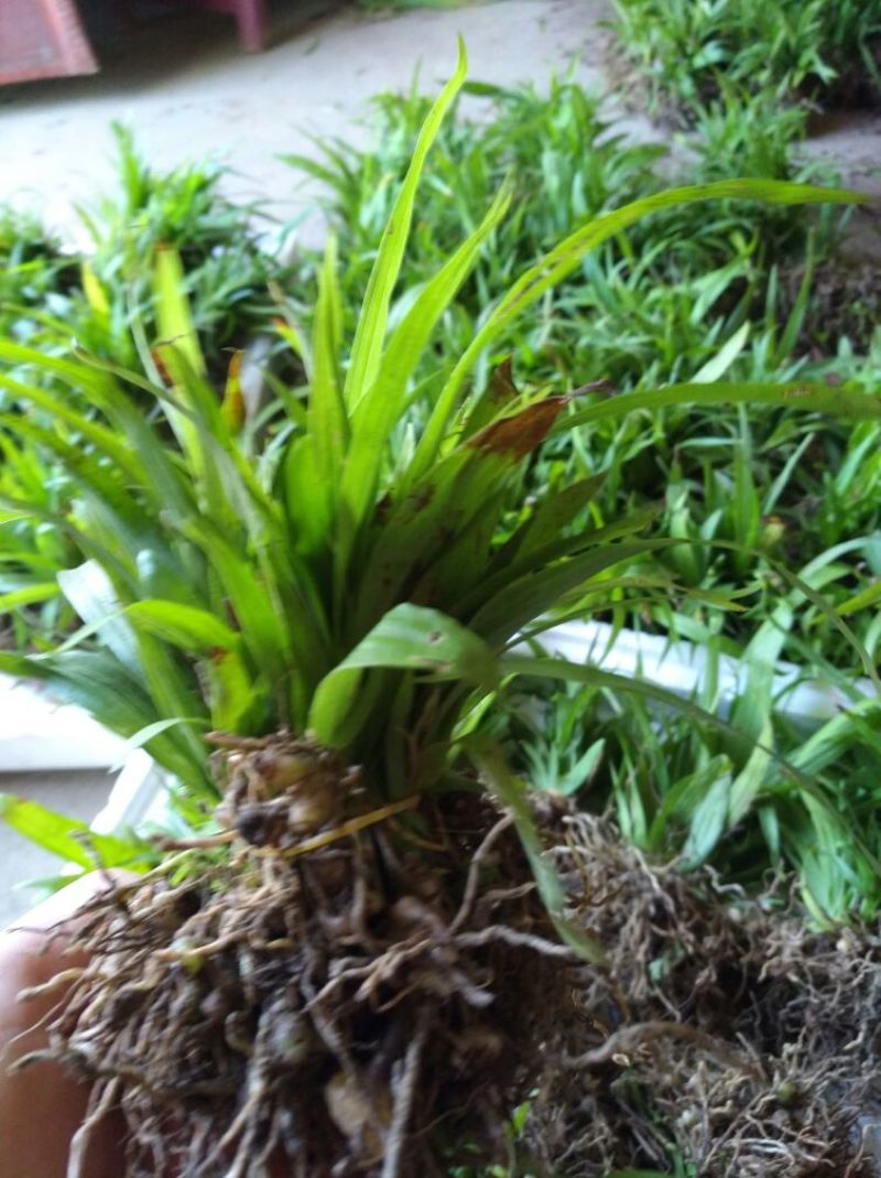 白芨鲜货选货姜形多花黄精苗，鸡头黄精苗，一年苗，二年