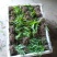 白芨鲜货选货姜形多花黄精苗，鸡头黄精苗，一年苗，二年