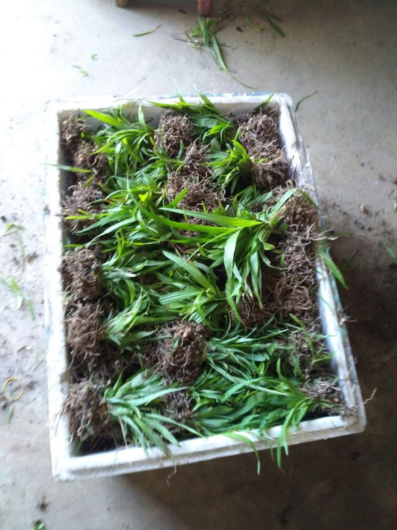 白芨鲜货选货姜形多花黄精苗，鸡头黄精苗，一年苗，二年