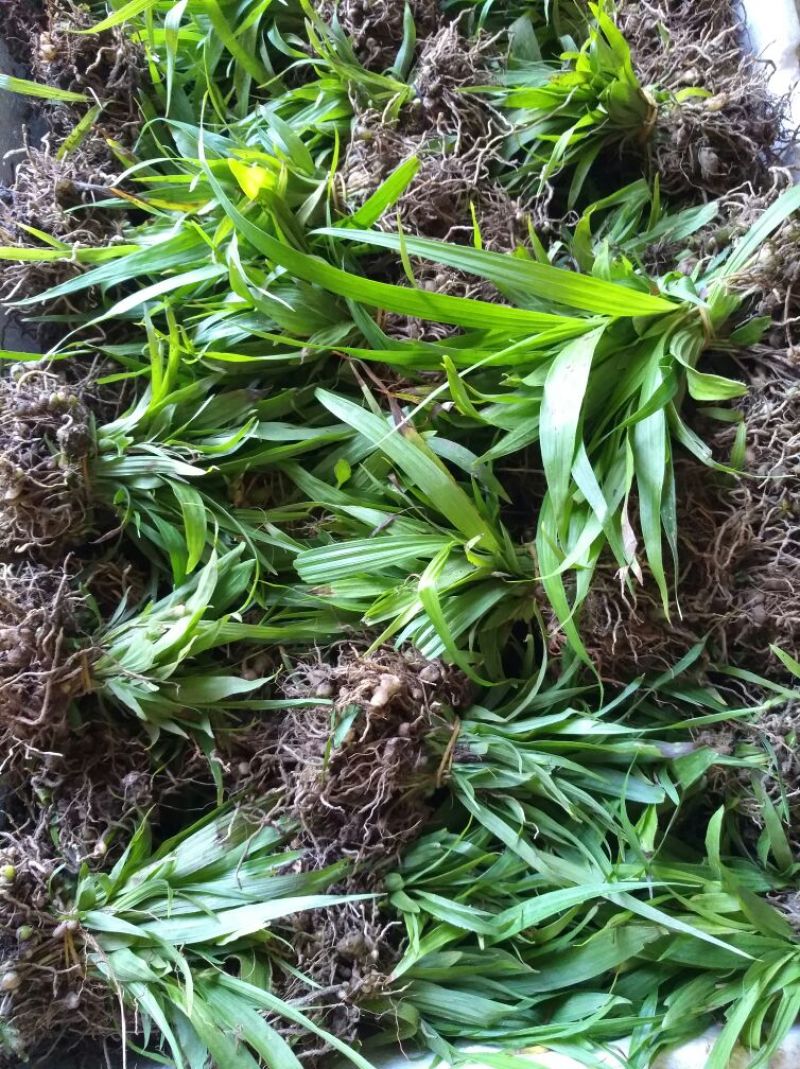 白芨鲜货选货姜形多花黄精苗，鸡头黄精苗，一年苗，二年