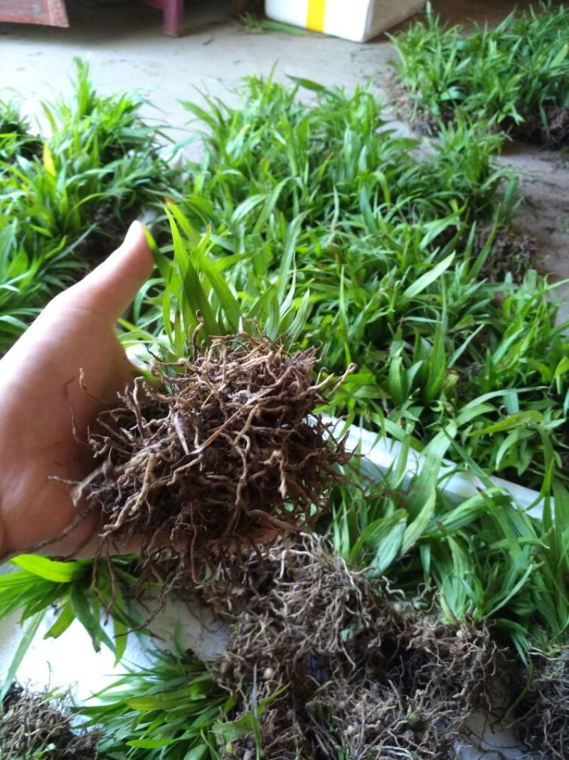 白芨鲜货选货姜形多花黄精苗，鸡头黄精苗，一年苗，二年