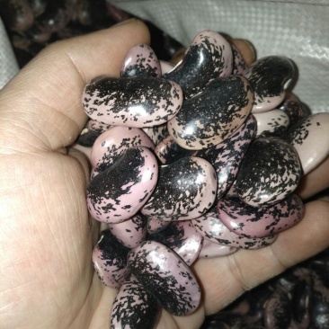 黑芸豆云南黑花芸豆黑芸豆牛