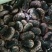 黑芸豆云南黑花芸豆黑芸豆牛
