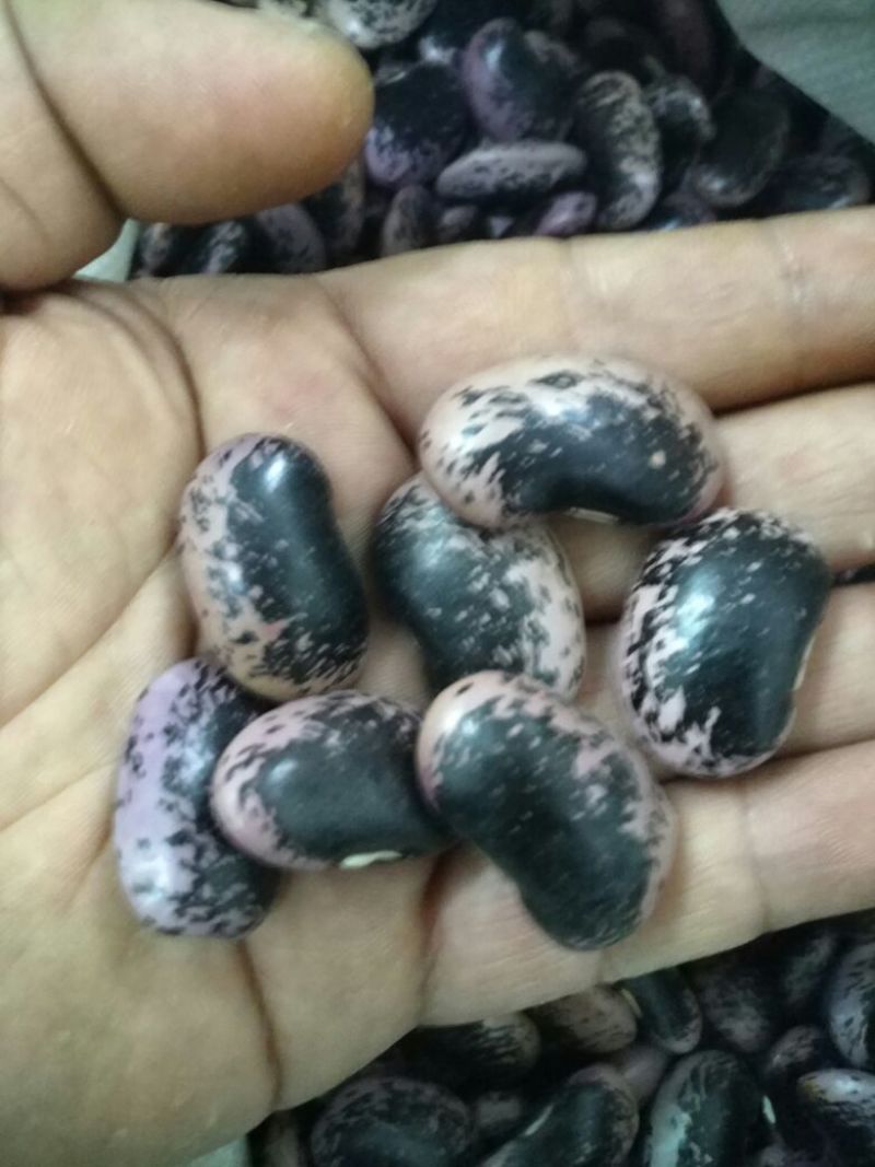 黑芸豆云南黑花芸豆黑芸豆牛
