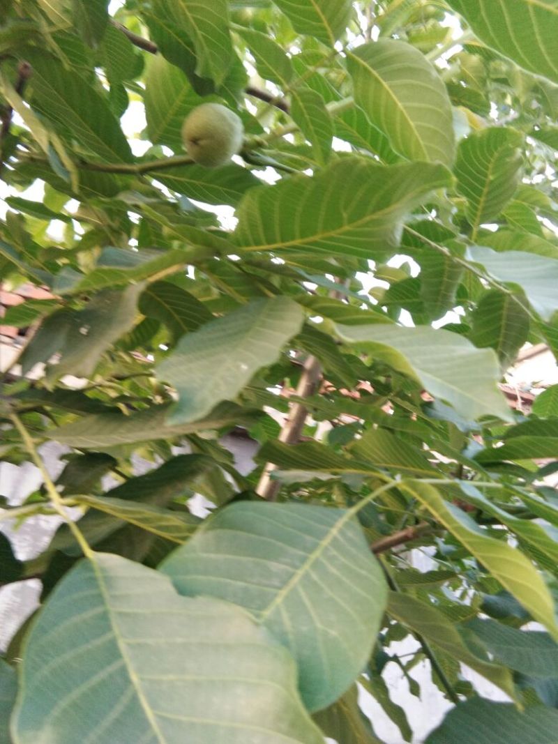 核桃苗二年苗50~100cm