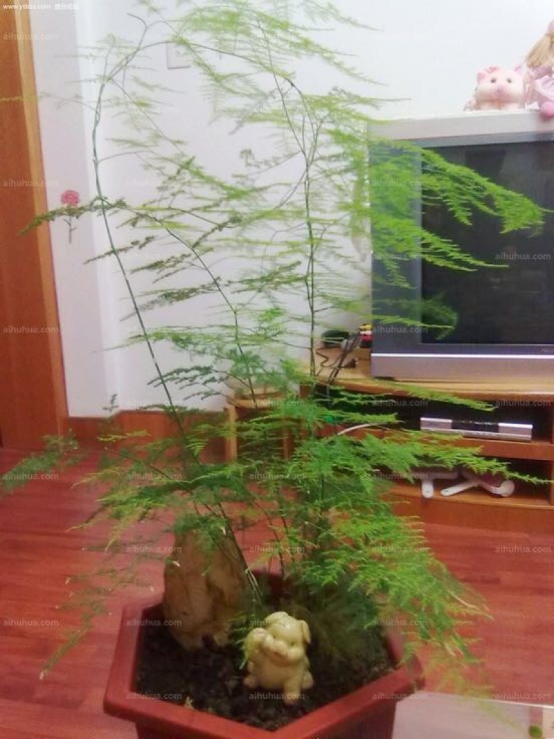 文竹