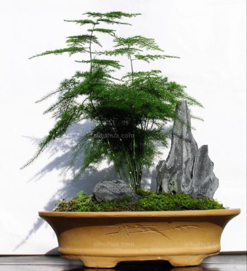 文竹