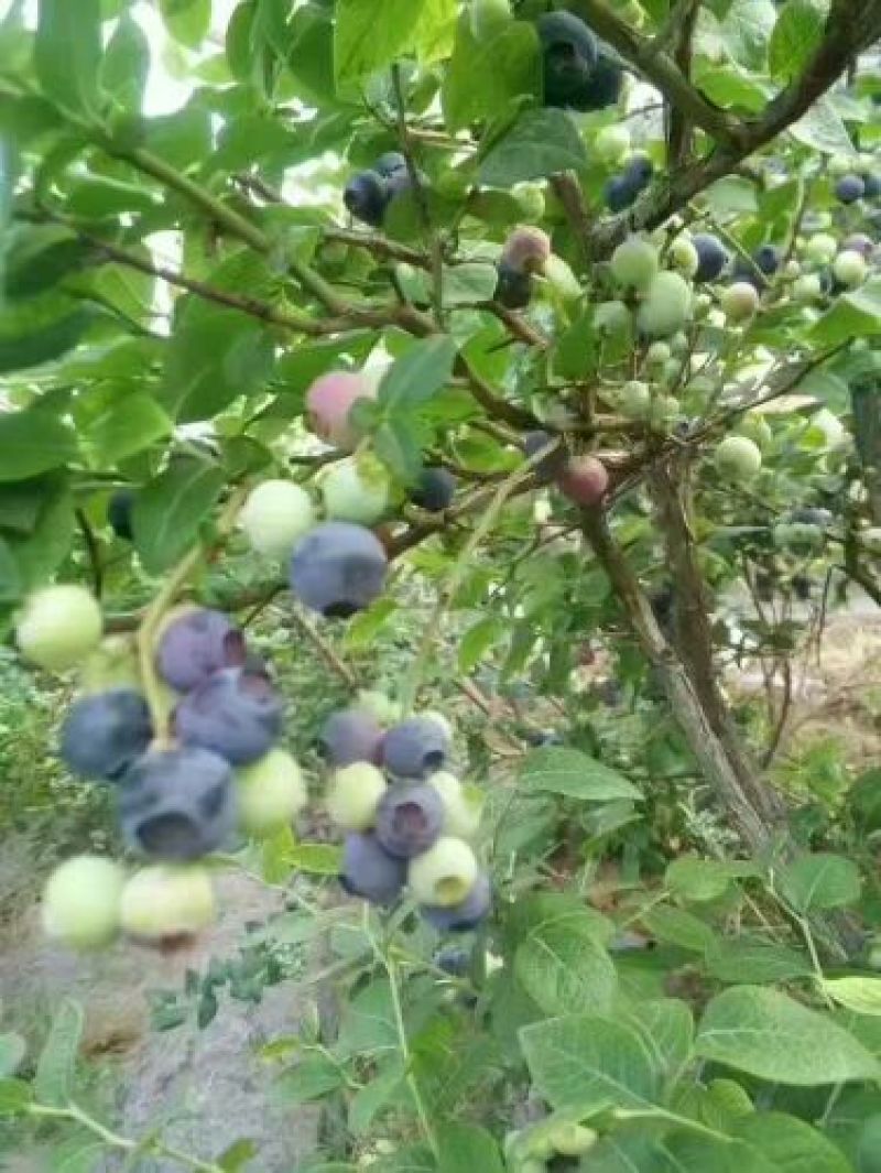 蓝莓鲜果8~10mm以上