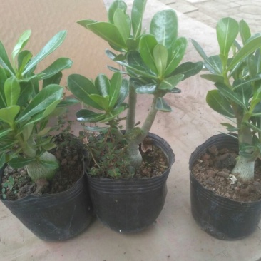 多肉植物带盆栽好