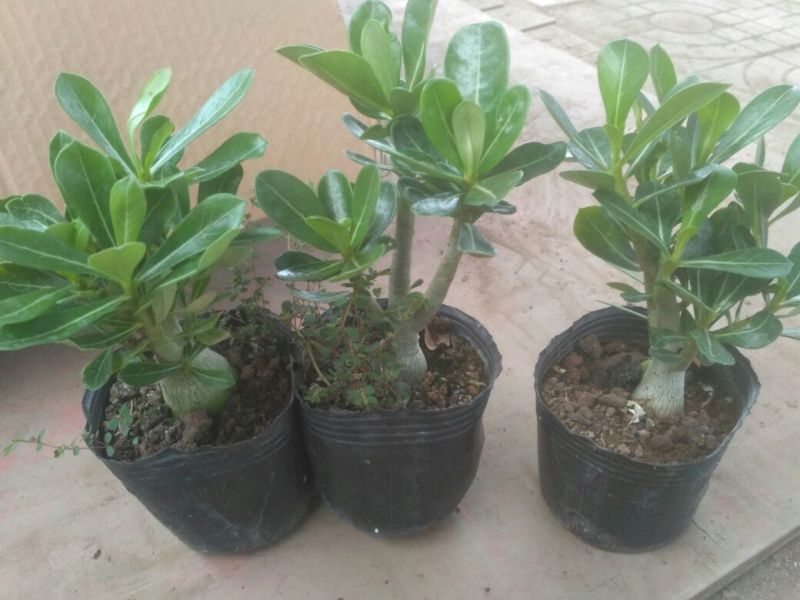 多肉植物带盆栽好