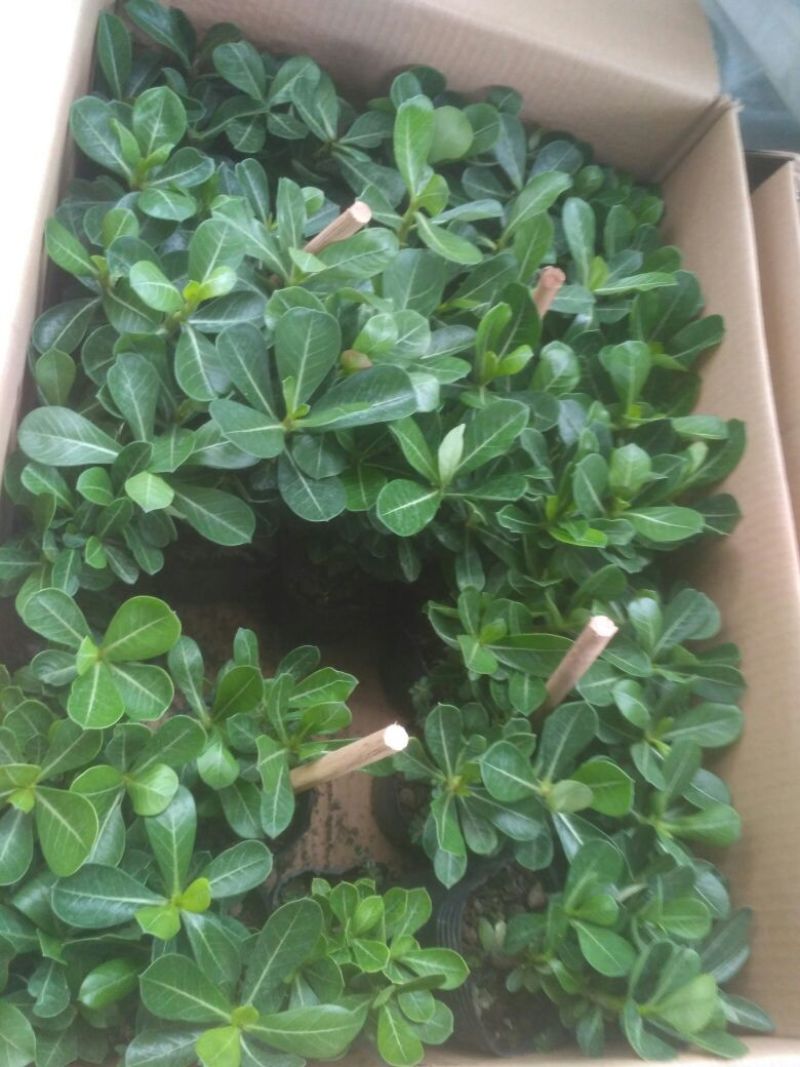 多肉植物带盆栽好