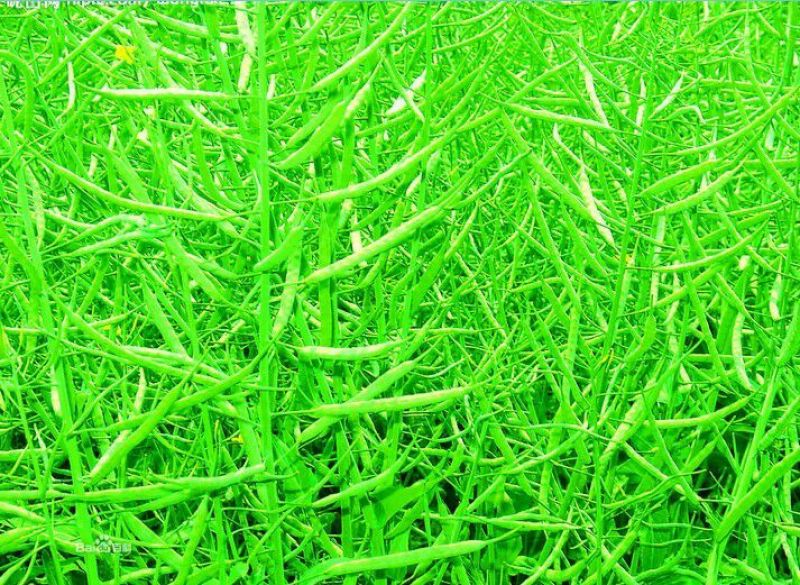 油菜籽1