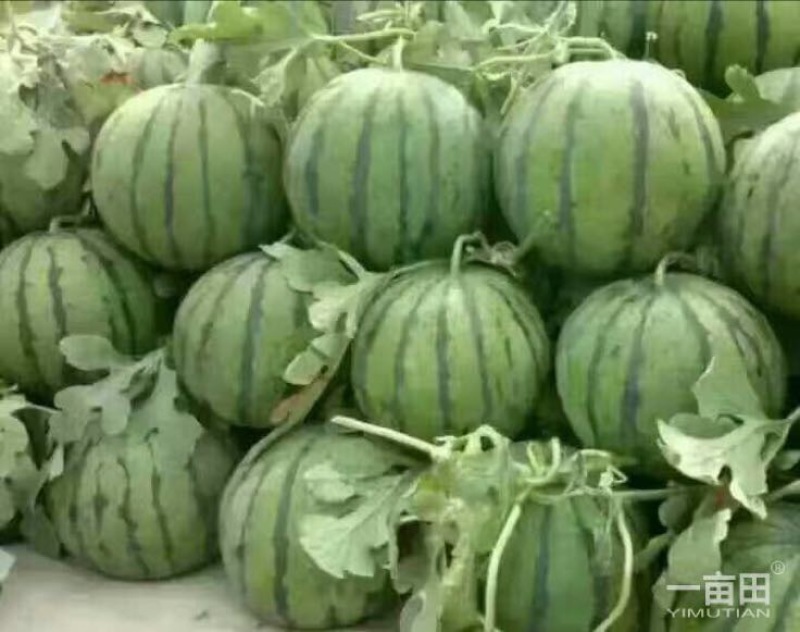 山东甜王西瓜大量上市价格美丽质量保证欢迎全国客商前来资询