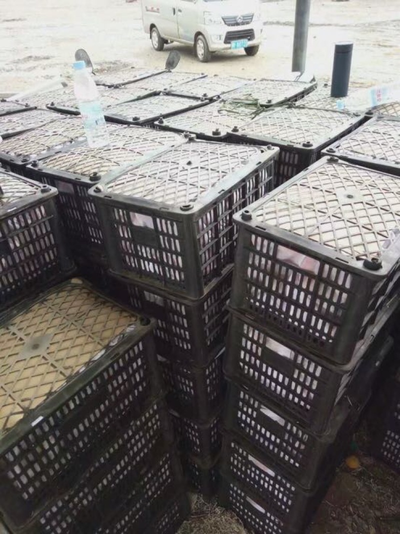 串枝红杏果汇农牧合作社在华北地区的主要串枝红杏产区