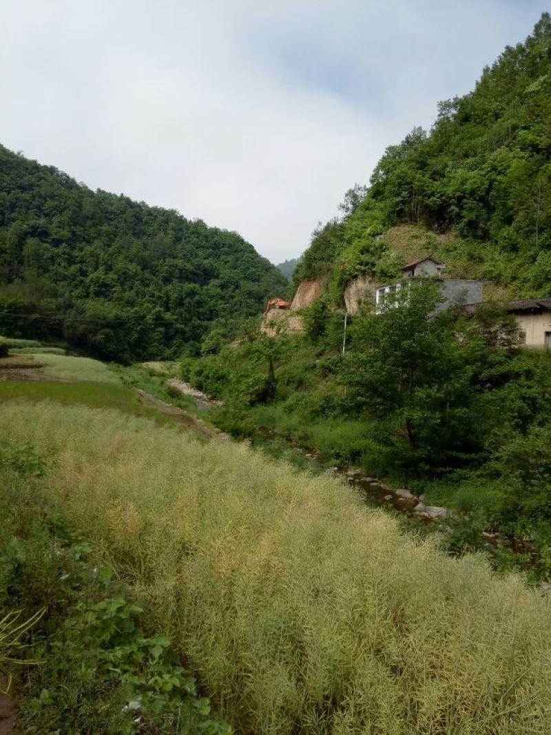 压榨菜籽油一级