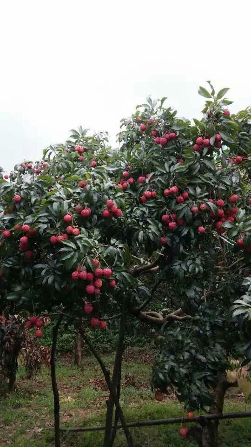 增城仙进奉荔枝鲜果