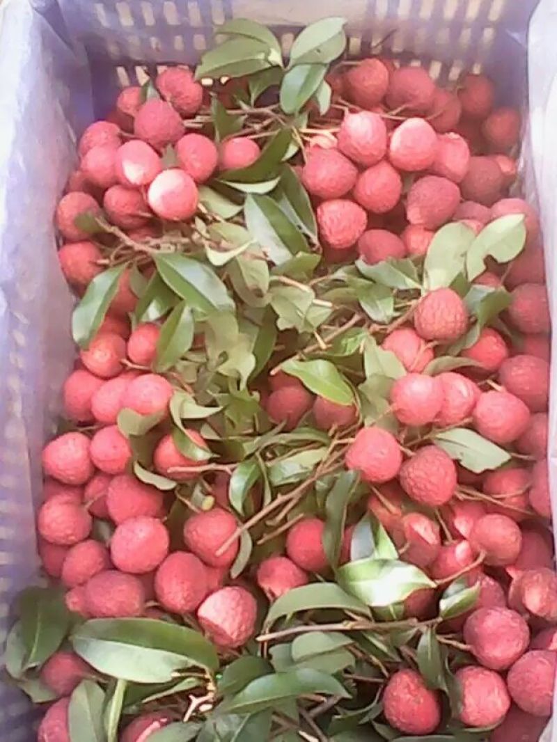 增城仙进奉荔枝鲜果