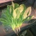 大叶菠菜25~30厘米