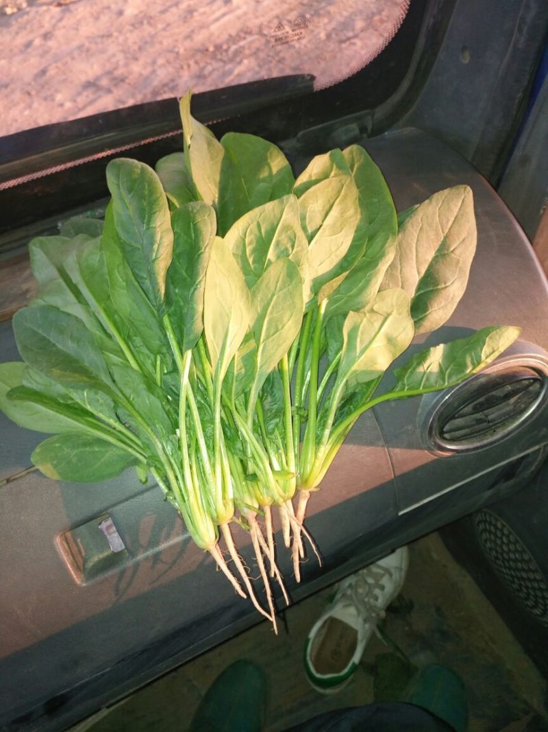 大叶菠菜25~30厘米