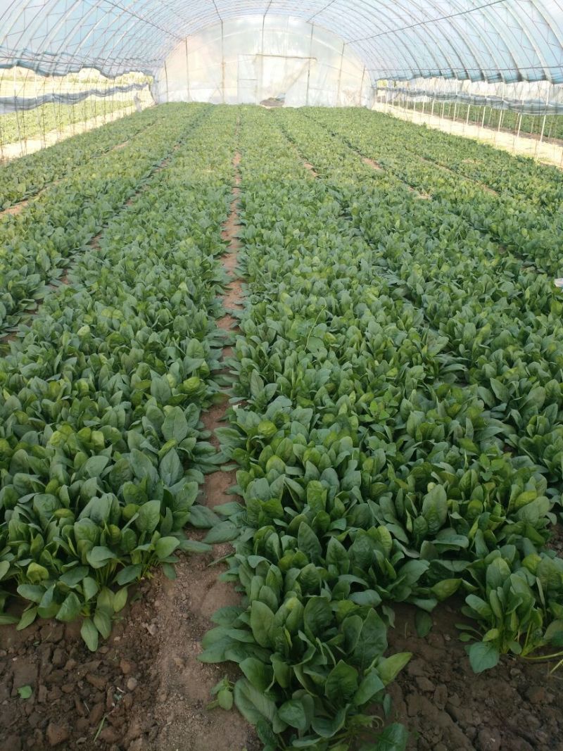 大叶菠菜25~30厘米