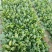 大叶菠菜25~30厘米