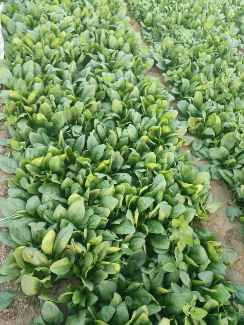 大叶菠菜25~30厘米