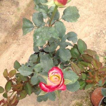 玫瑰盆花