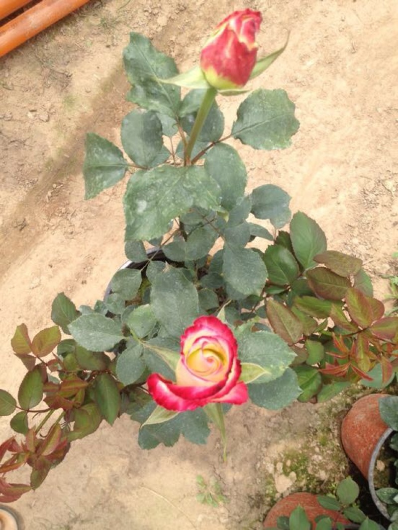 玫瑰盆花
