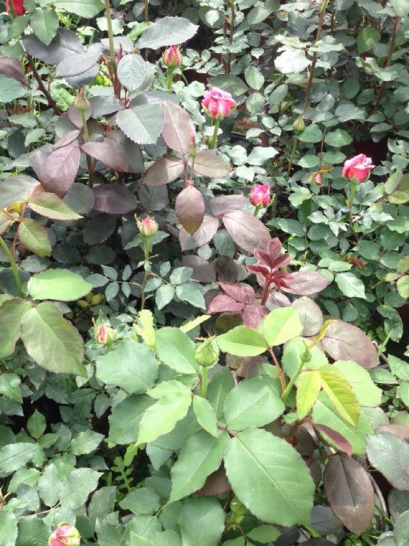 玫瑰盆花