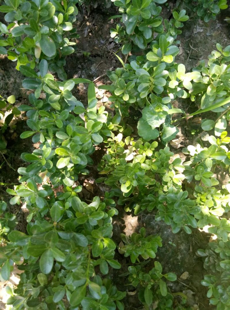 瓜子黄杨苗10~20cm