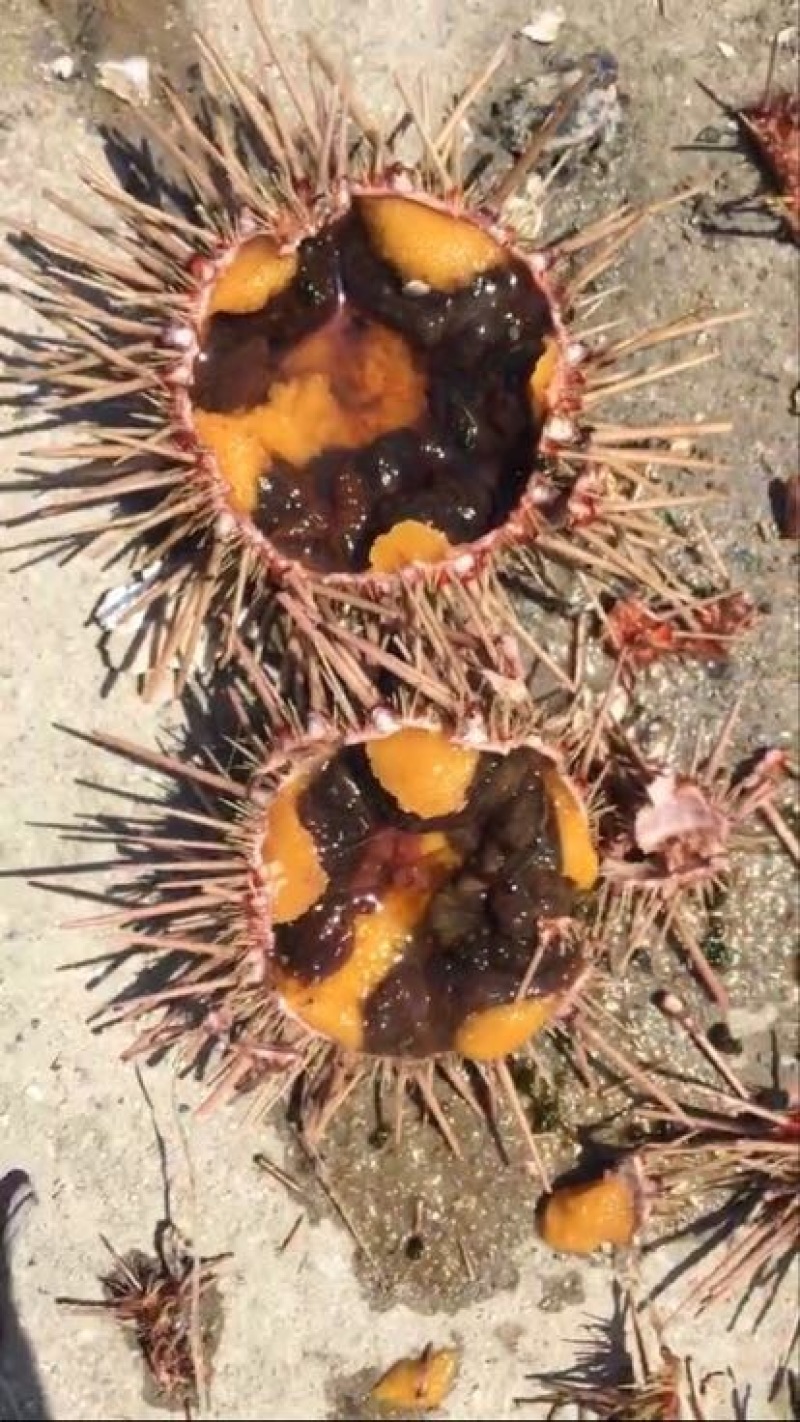 紫海胆常年货源直供活鲜胆加工胆规格齐全