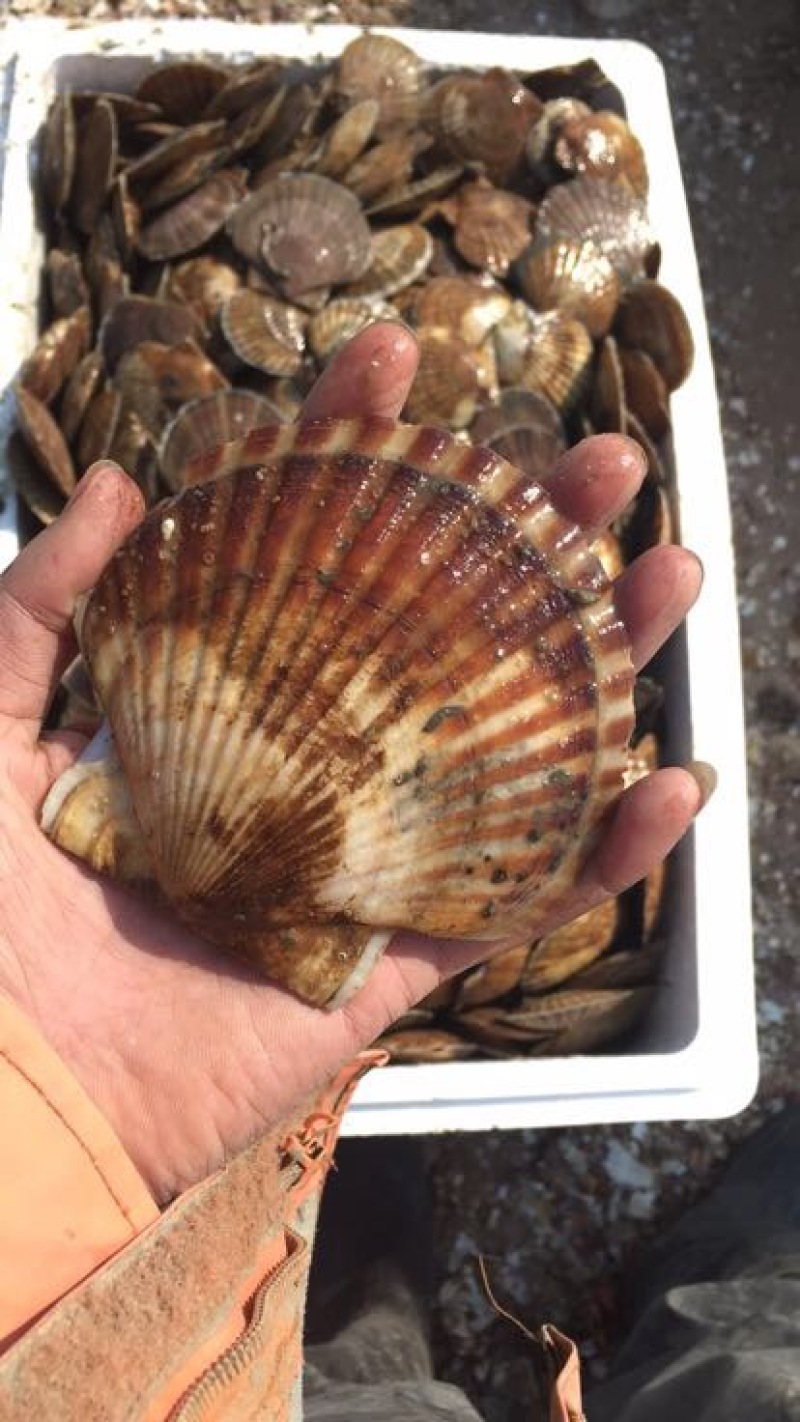 虾夷扇贝扇贝肥度饱满长海县海鲜