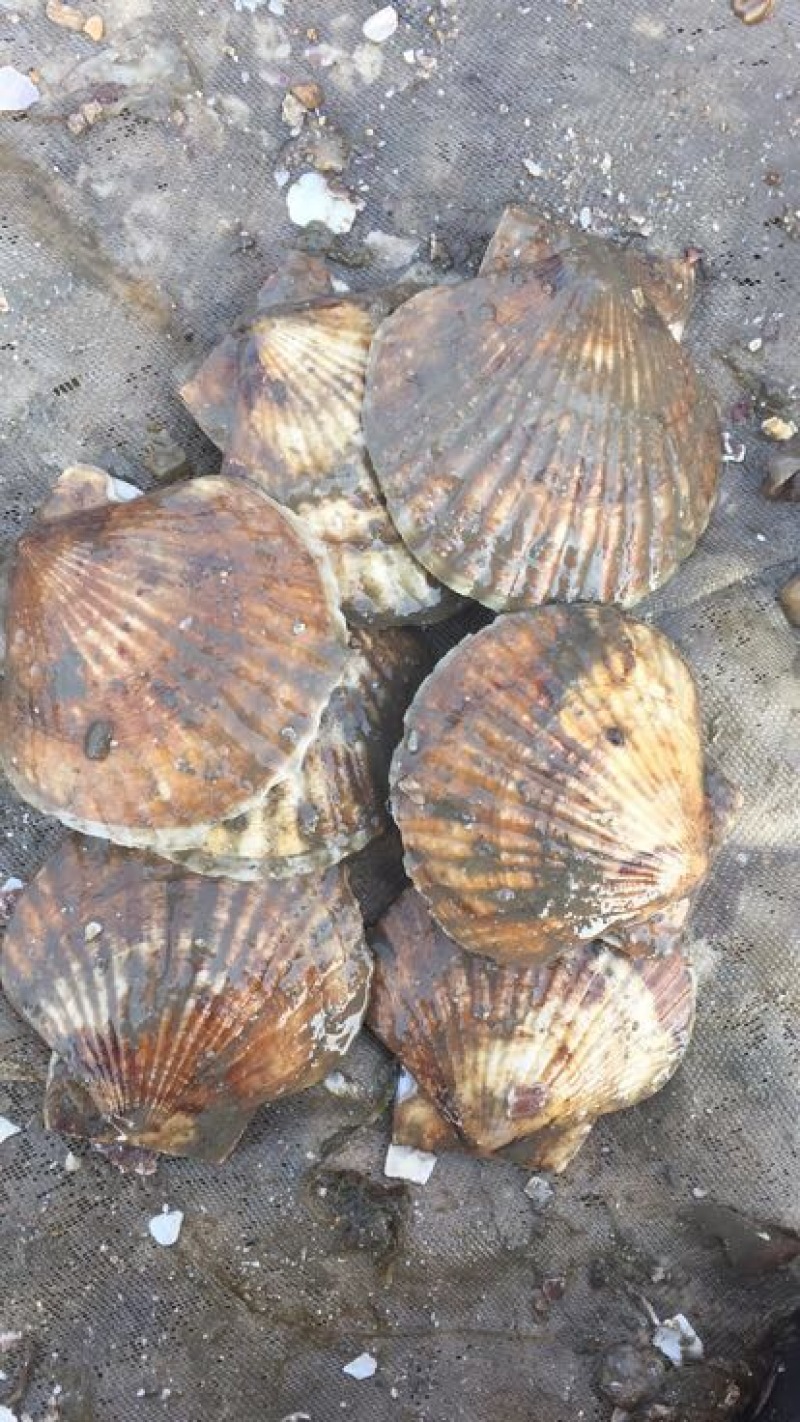 虾夷扇贝扇贝肥度饱满长海县海鲜