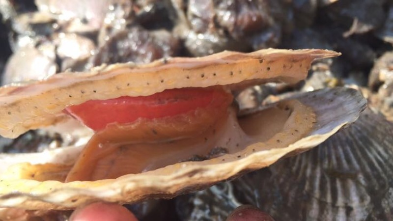 虾夷扇贝扇贝肥度饱满长海县海鲜