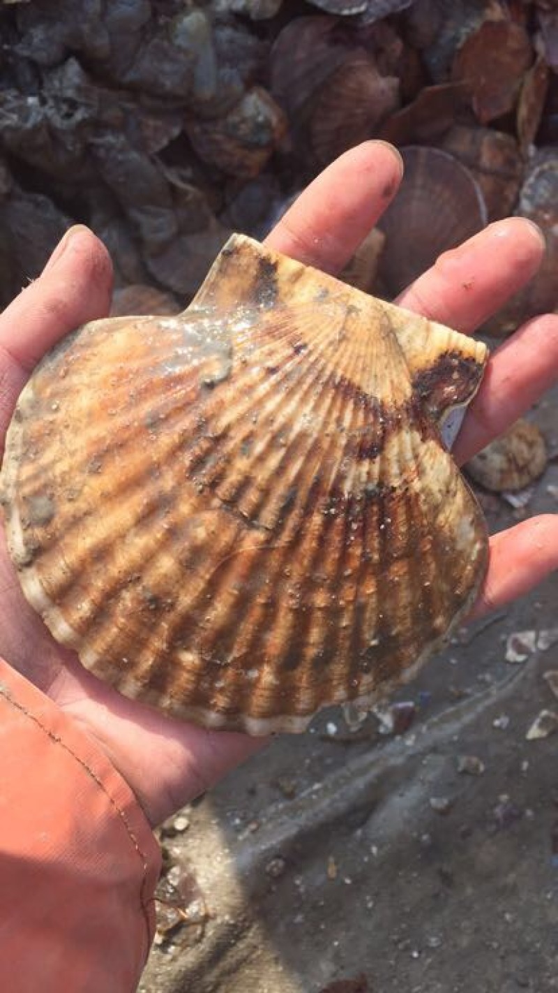 虾夷扇贝扇贝肥度饱满长海县海鲜