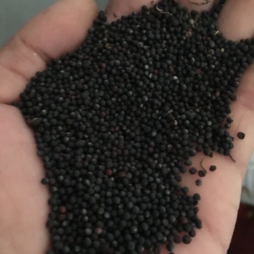 油菜籽