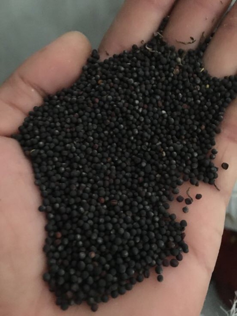 油菜籽