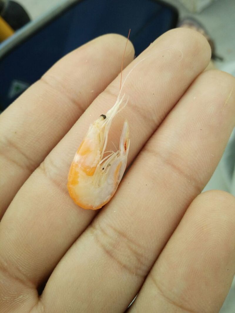 虾皮特级