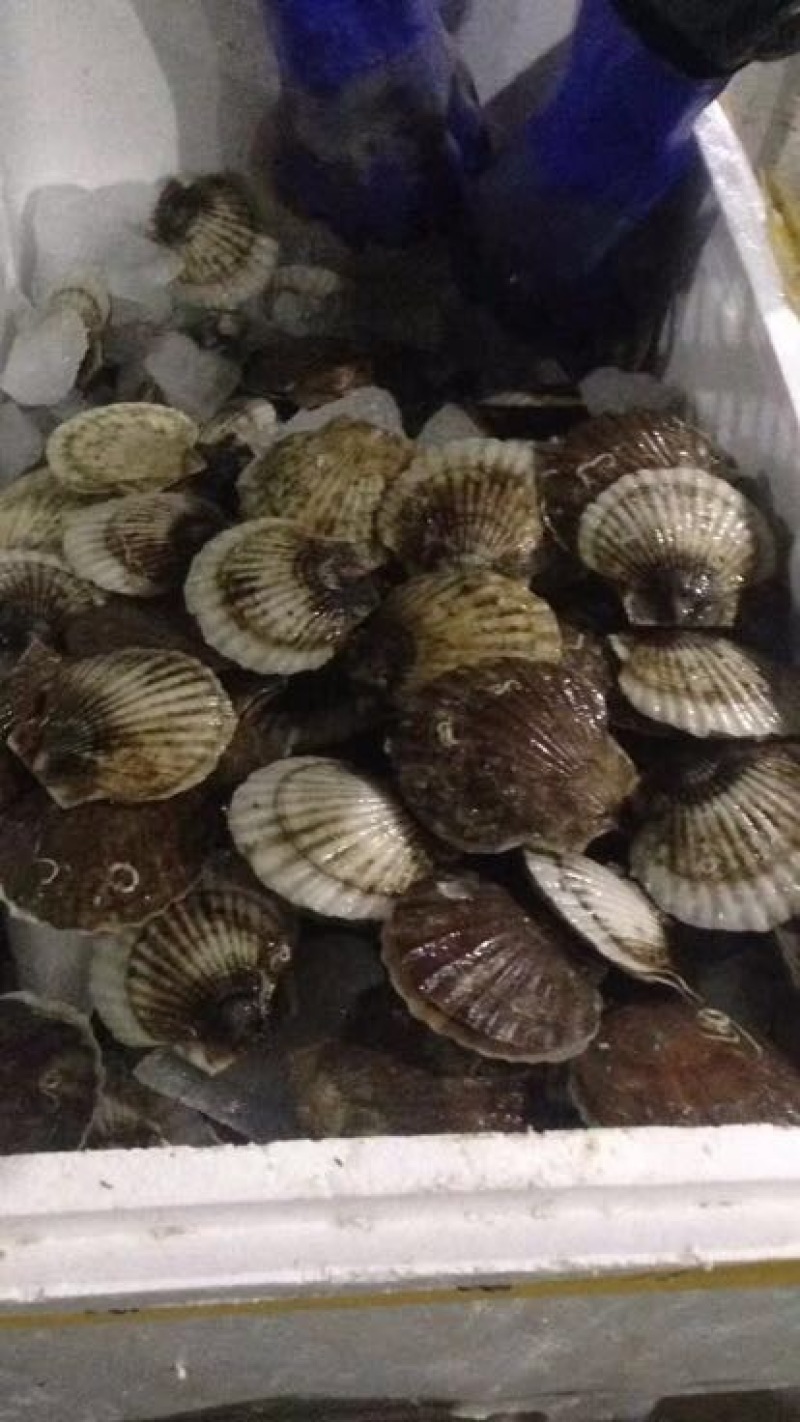 虾夷扇贝