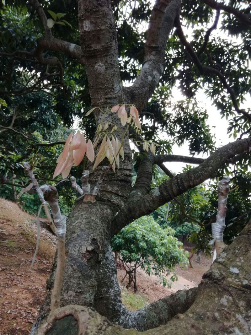 嫁接穗条，基地直发，量大从优，诚信经营，欢迎老板采购