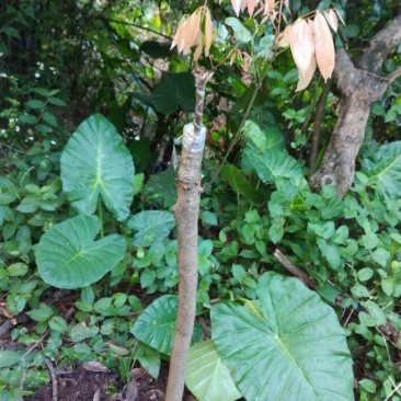 嫁接穗条，基地直发，量大从优，诚信经营，欢迎老板采购