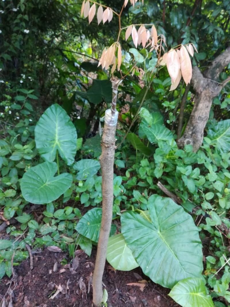嫁接穗条，基地直发，量大从优，诚信经营，欢迎老板采购