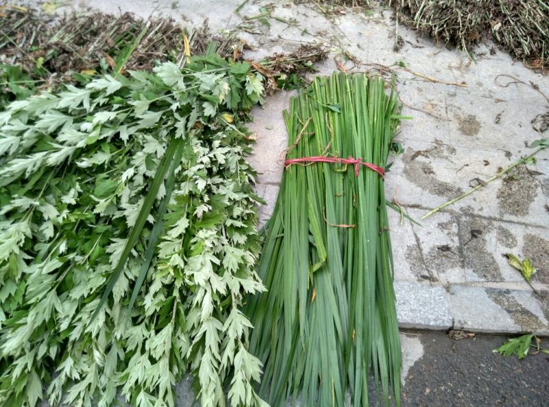 蕲艾大别山李时珍野生艾草艾叶艾灸精油