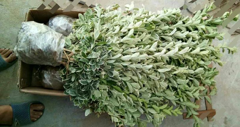 金边黄杨苗40~50cm